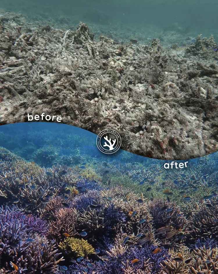 Before / after Indonesia