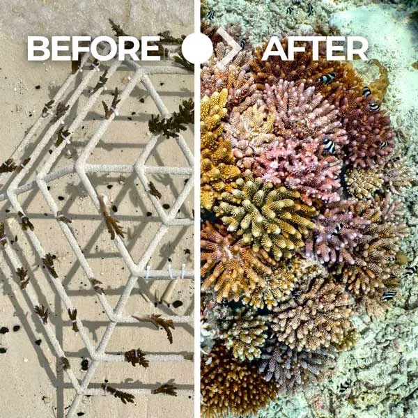 Récif avant / aprés